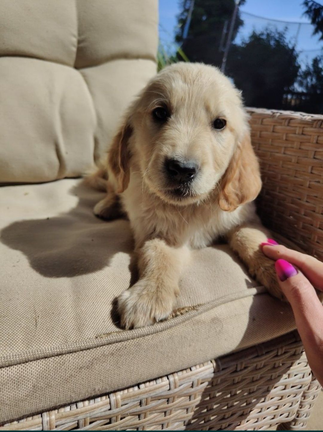 Golden retriever piesek