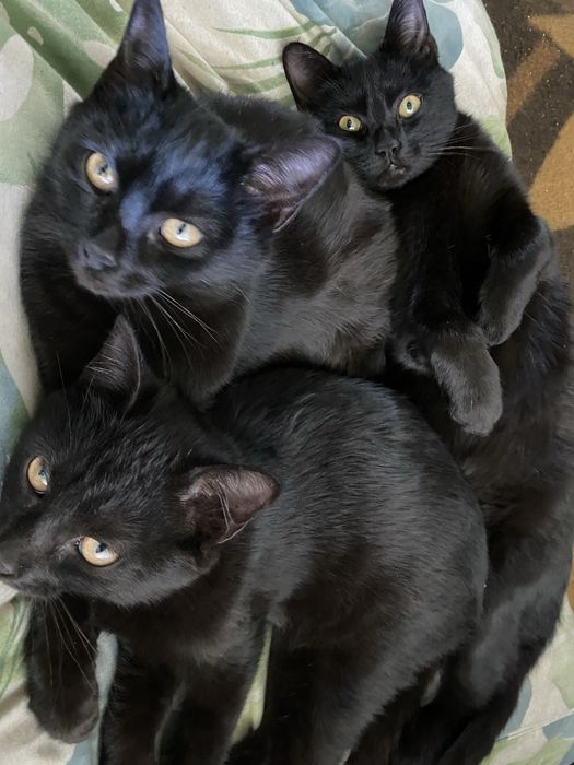 Кіт кішка кошенятя