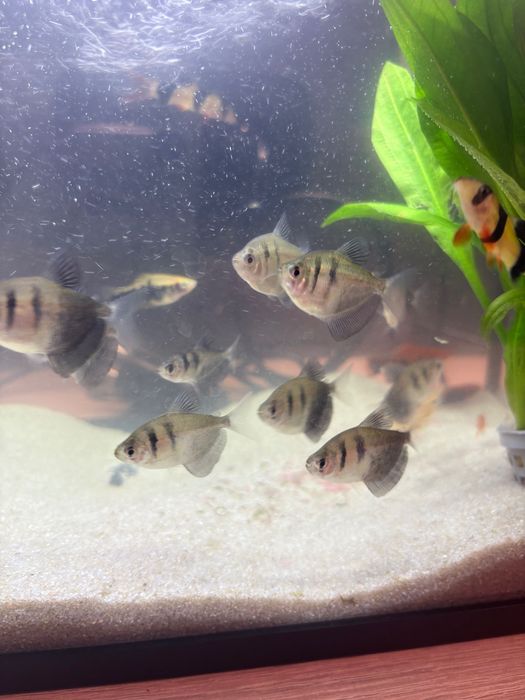 Rybki, Bocja wspaniała, żałobniczki, glonojad