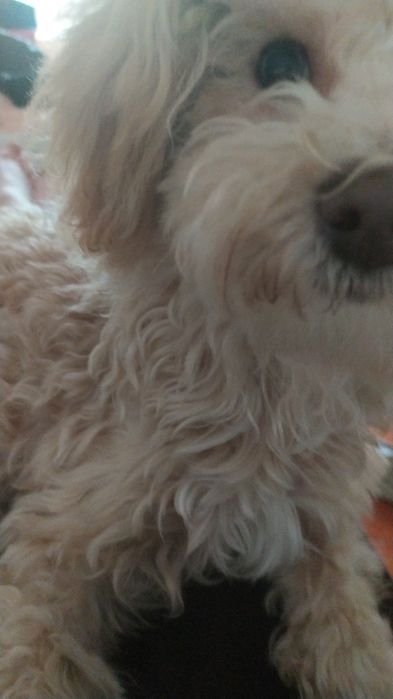 Caniche para  namorar