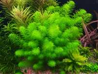 Myriophyllum Guyana na 2-3 plan. Hodowla podwodna. Gratisy.