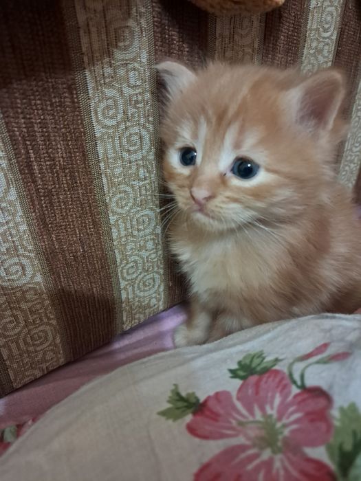 Кошенята/котята шукають дім та люблячу родину