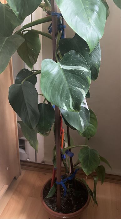 Kwiat filodendron  90 cm