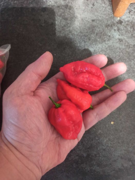 Papryczki chili Dragon's Breath ostrzejsze od Carolina Reaper