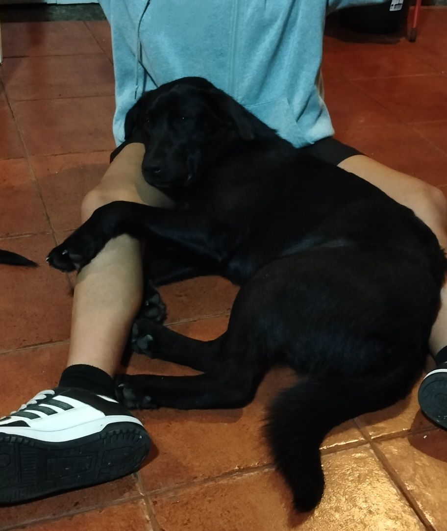 Cães para adoção