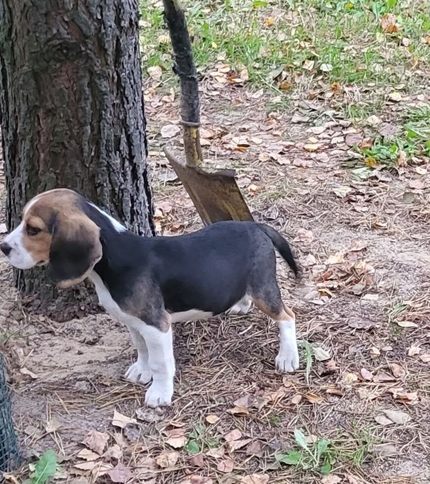 Beagle piesek sprzedam
