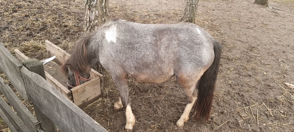 Klaczka 5 lat spokojna