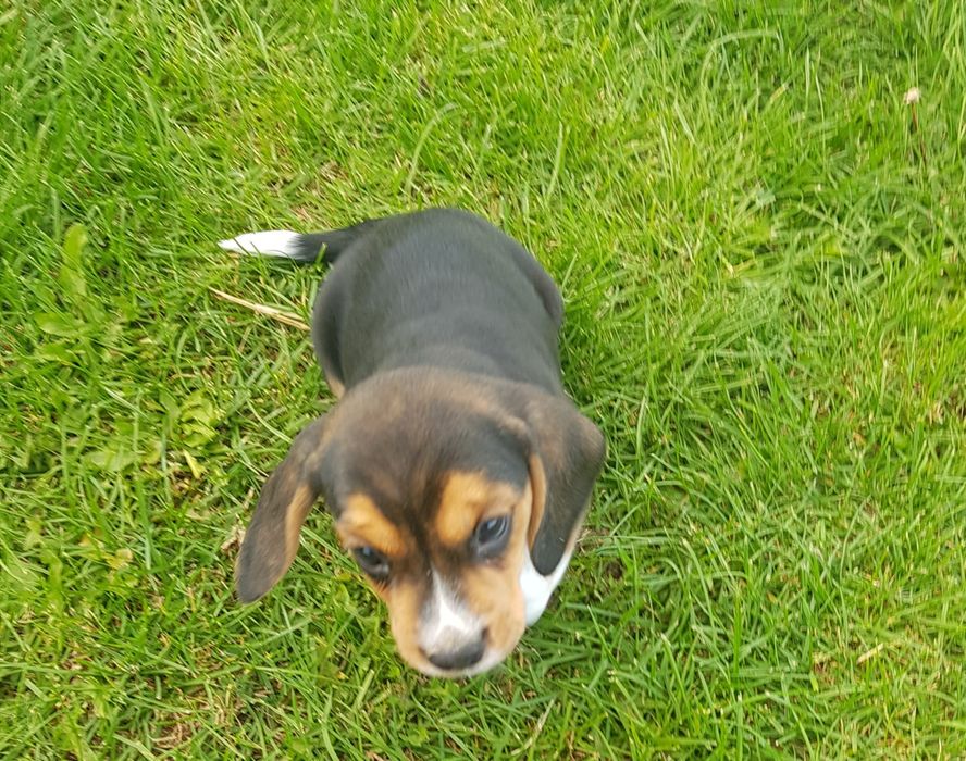 Beagle tricolor "FADO"
