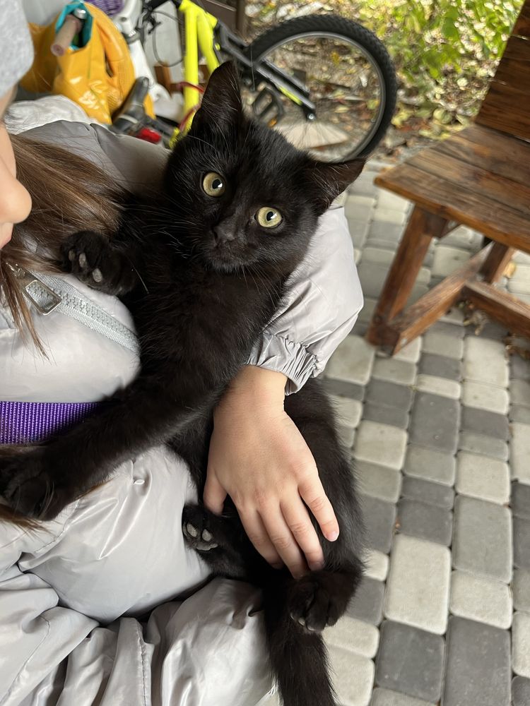 Кошенята котики кішечка кіт котята