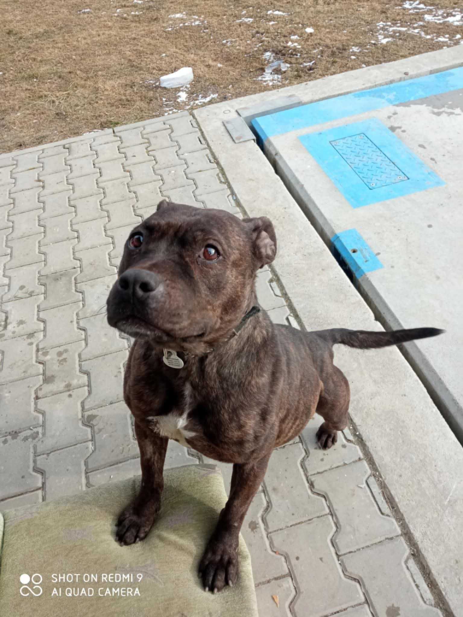 Sunia do adopcji