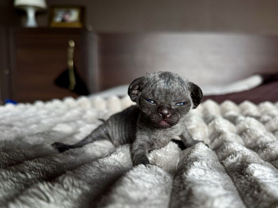 Cudowny kocurek Devon Rex Warszawa