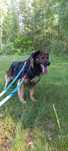 Pan Jabłuszko, owczarek szkocki mix, 5 letni adopcja