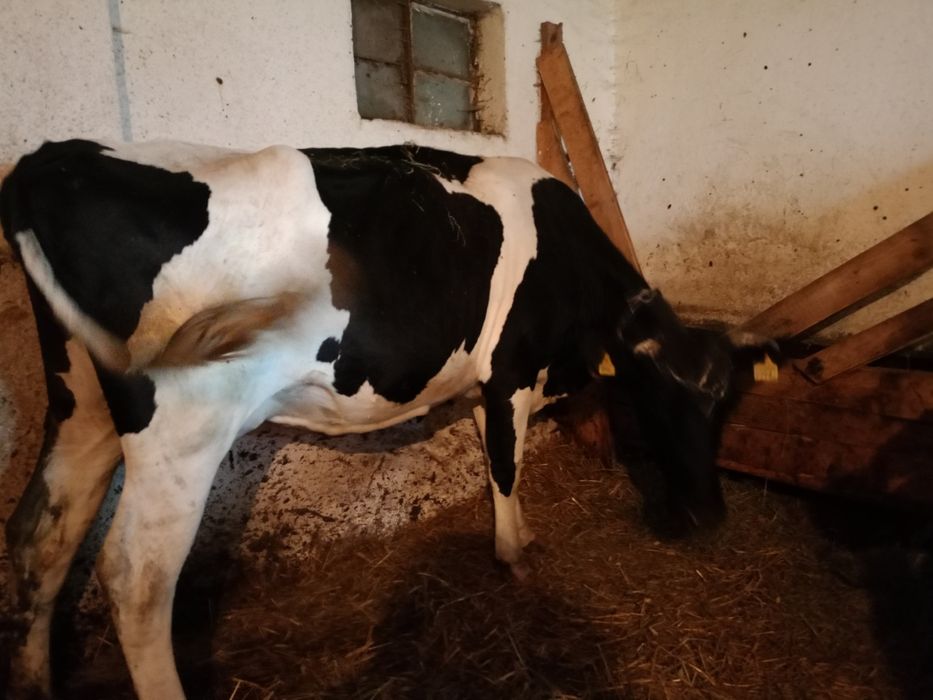 Krowa mleczna rasy HO