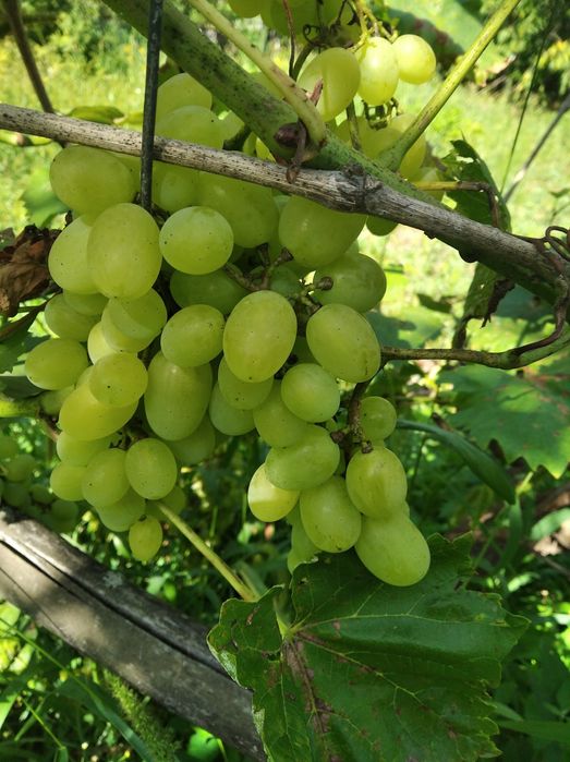 Продам будинок с.Осовець Чернігівська обл. за 75 км. від Києва!