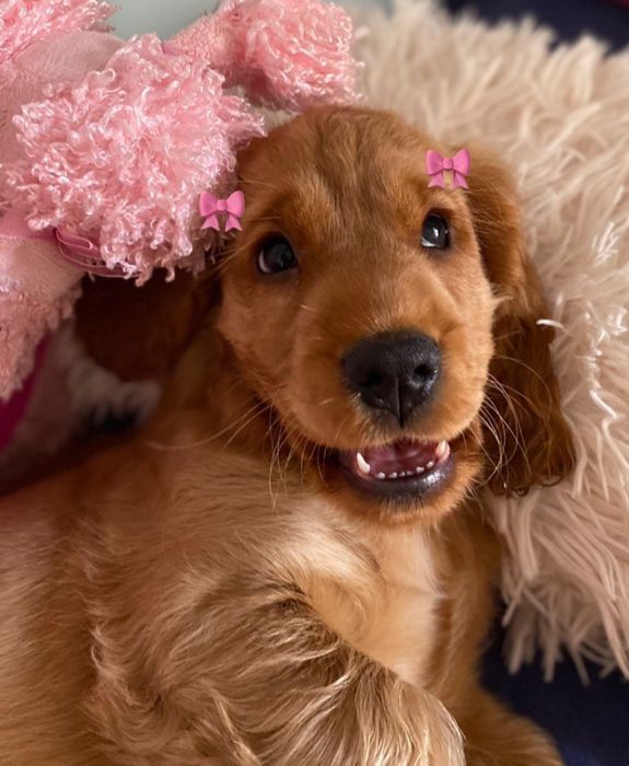 Чудовий подарунок — англійський кокер-спанієль