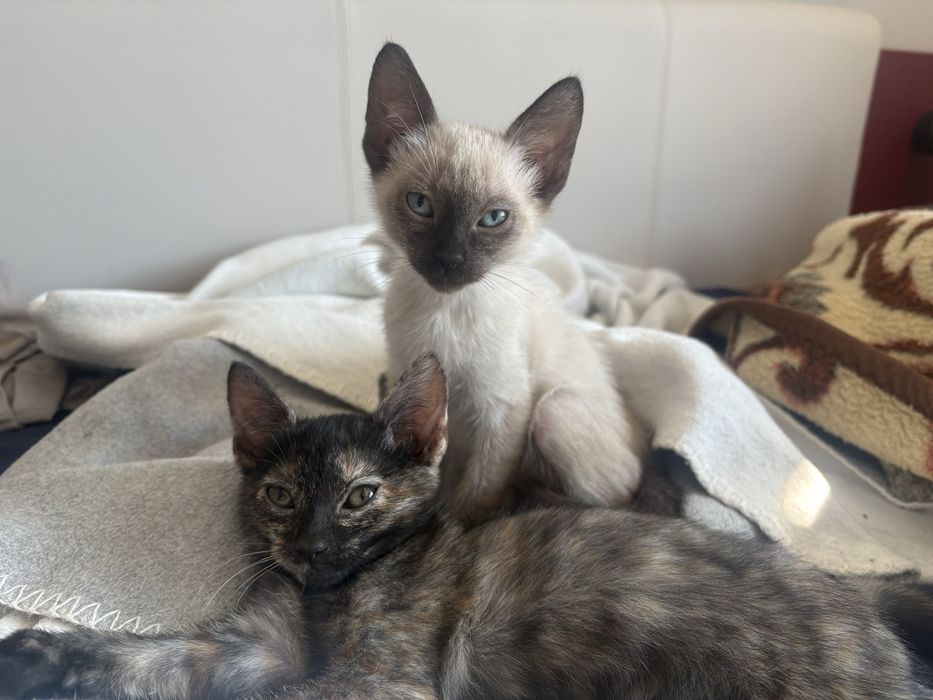 Gatinhas para adoção. 4 meses, fêmeas