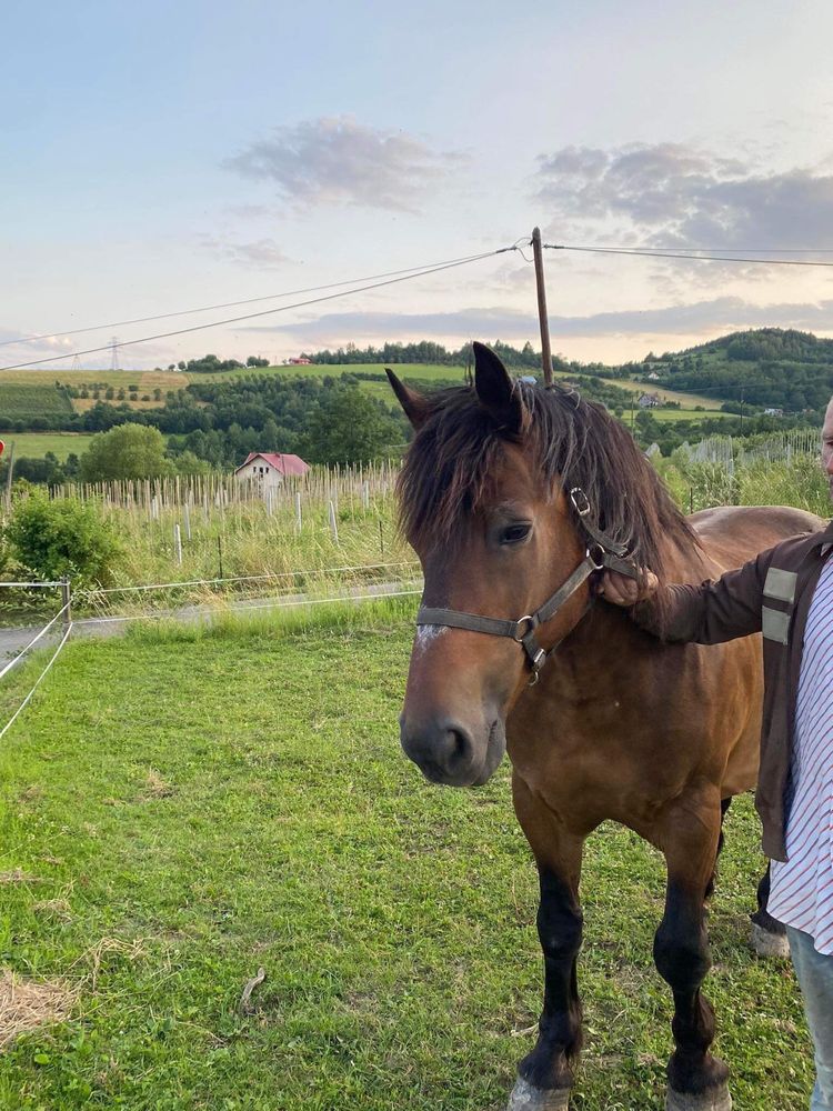 Koń wałach typ pogrubiany