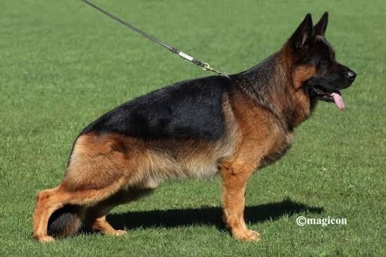 Owczarek niemiecki krótkowłosy fci