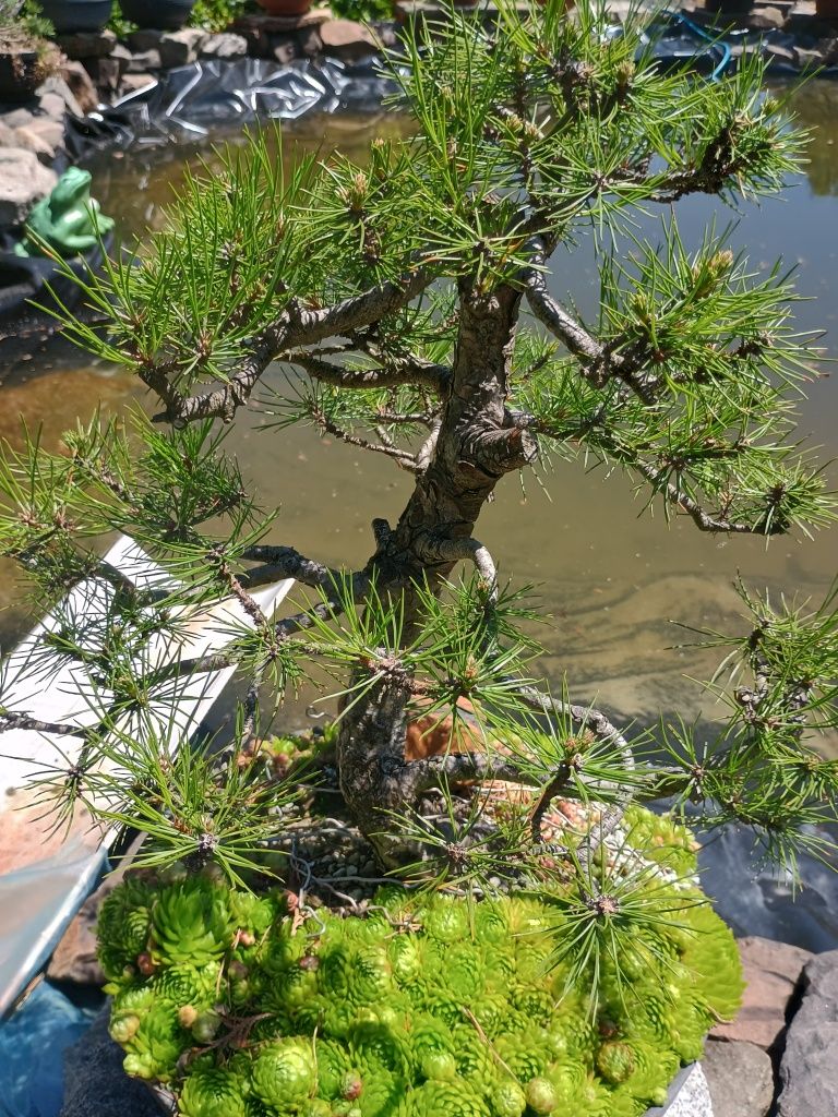 Drzewka Bonsai 1