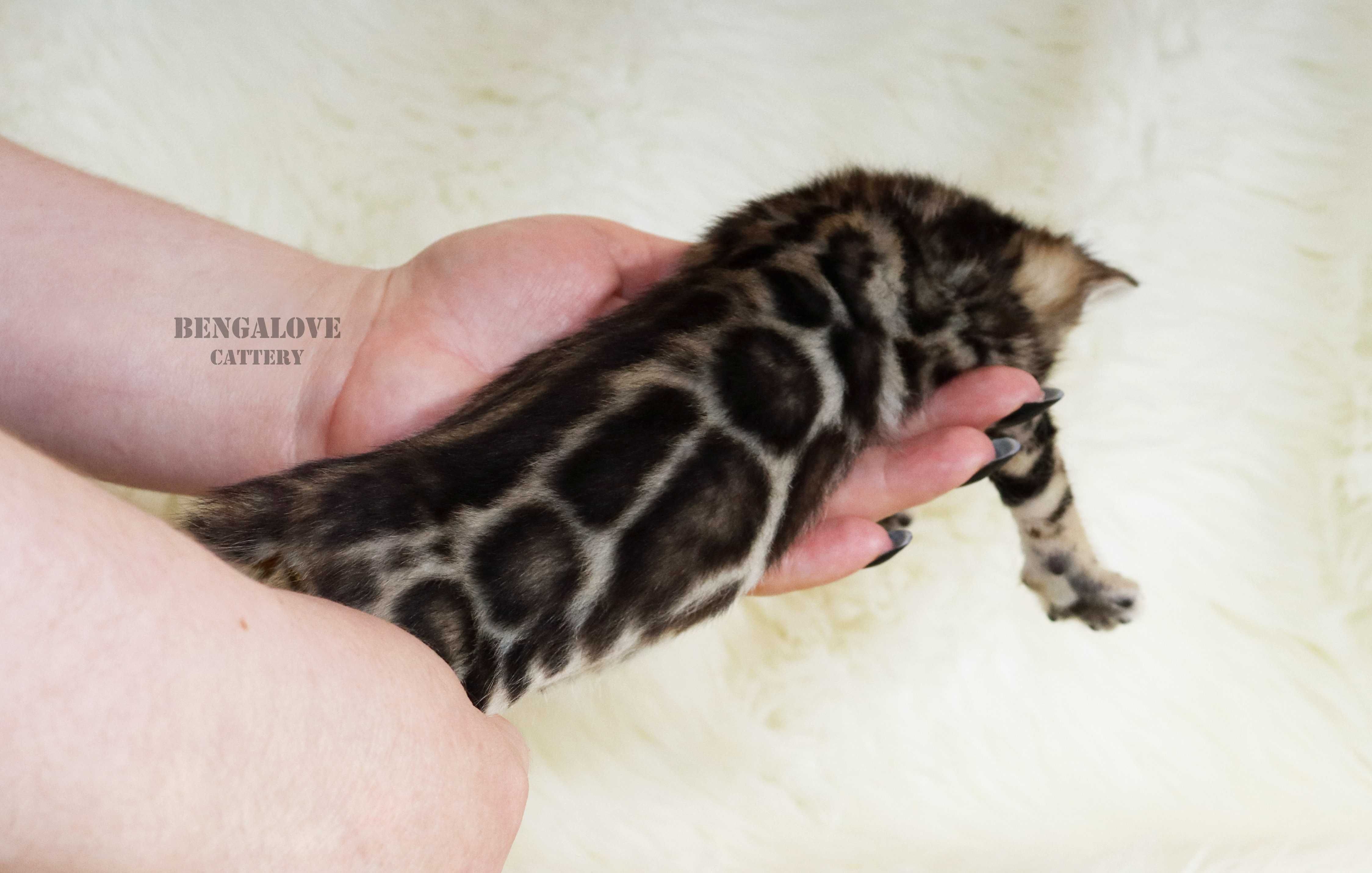 Bengalski chłopak