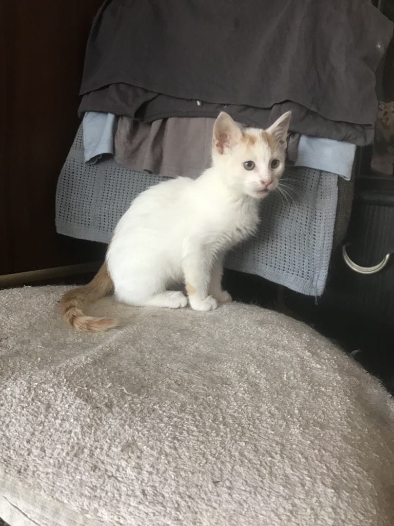 Кошеня. Кіт. Киця.