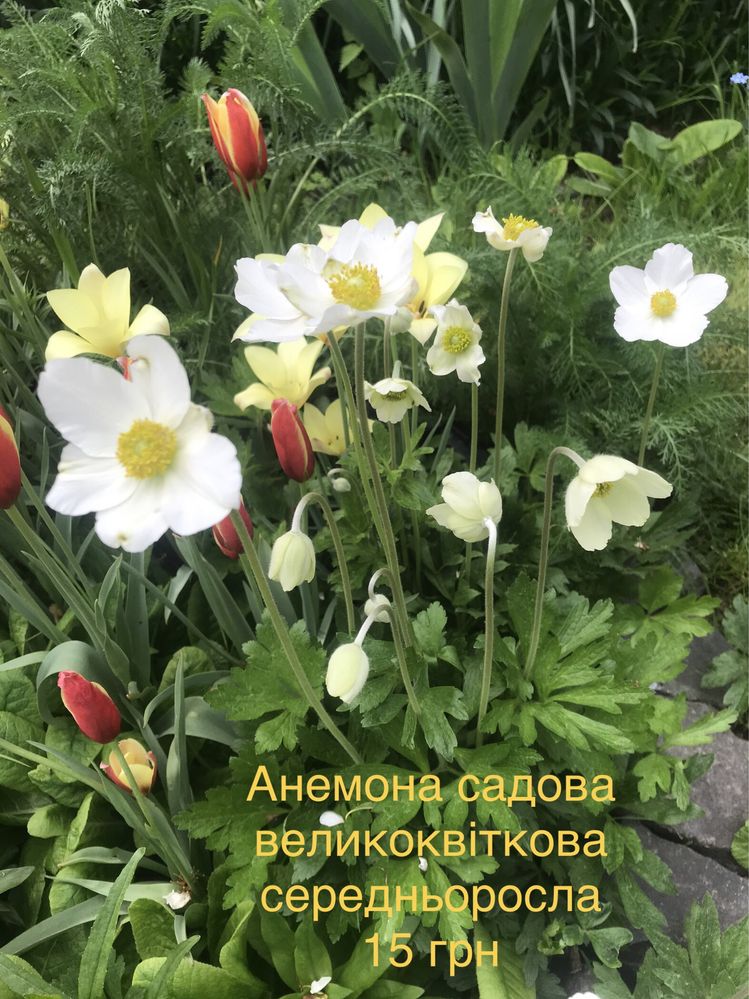 Весняні квіти: фіалка садова, примула, незабудки, рястка
