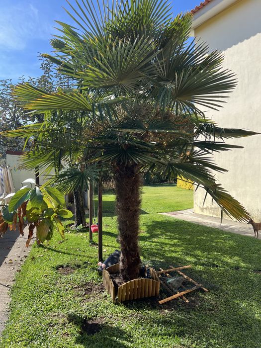 Vendo palmeira com 2.5m