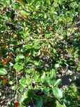 Aronia ekologiczna z własnego ogrodu.