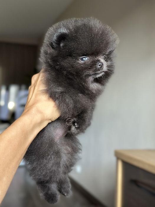 POMERANIAN szpic miniaturowy dziewczynka mini :)