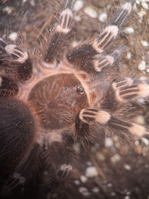Samica Acanthoscurria Geniculata, 4,5 DC