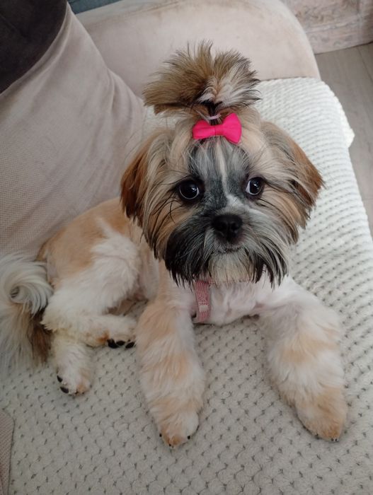 Oddam Sunia shih tzu