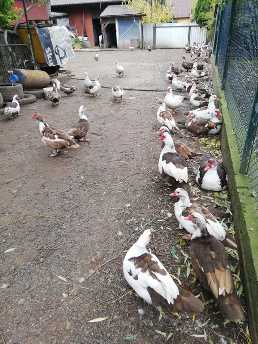 Kaczki francuskie czekoladowe