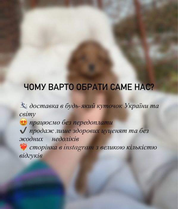 Мальтіпу — мікро, міні, стандарт