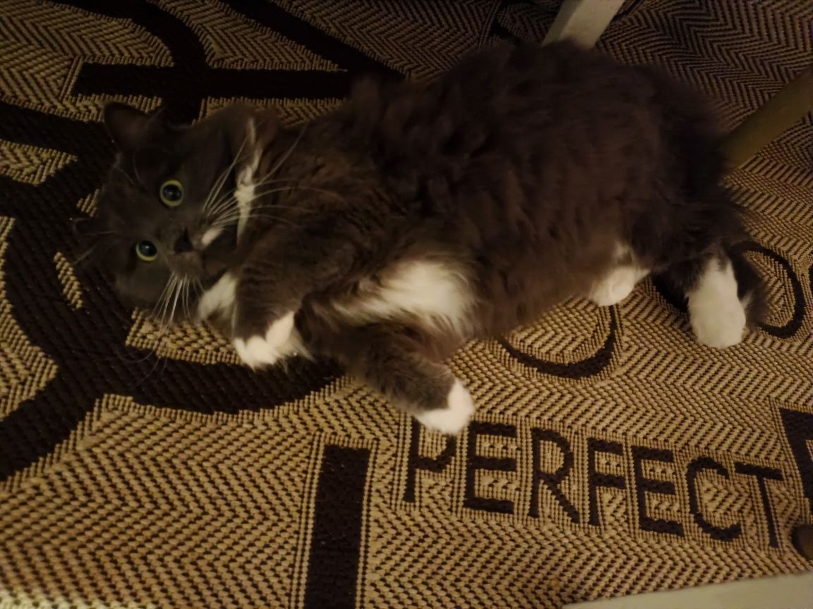 Перетримка котиків