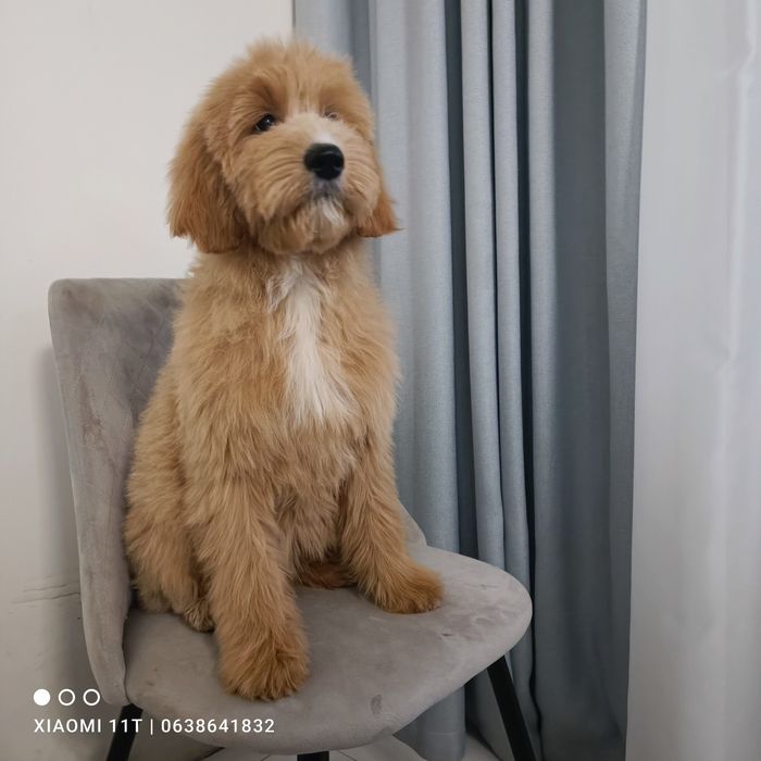 Красуня Goldendoodle(голдендудль лабрадудль). Київ