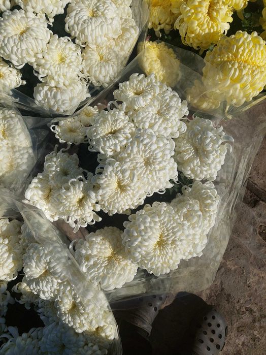 Chryzantemy wielkokwiatowe