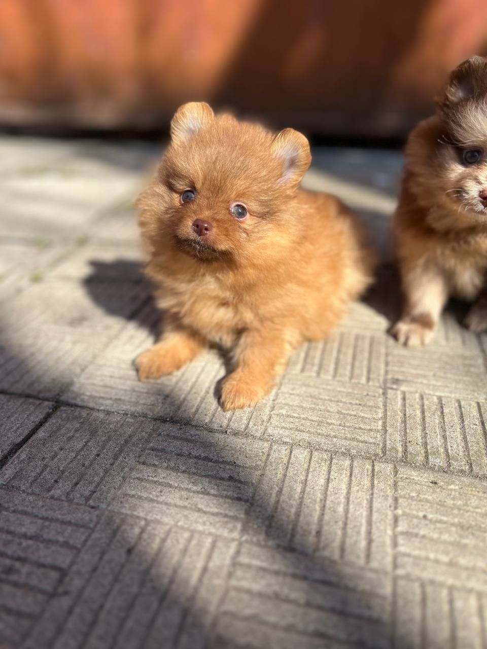 Мальчики Pomeranian.щенки цветные.
