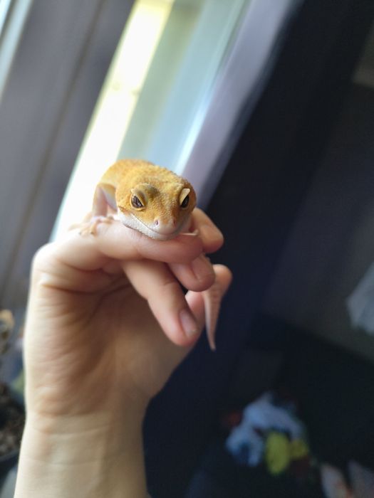 Gekon lamparci z terrarium