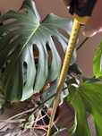 Duza monstera 150cm