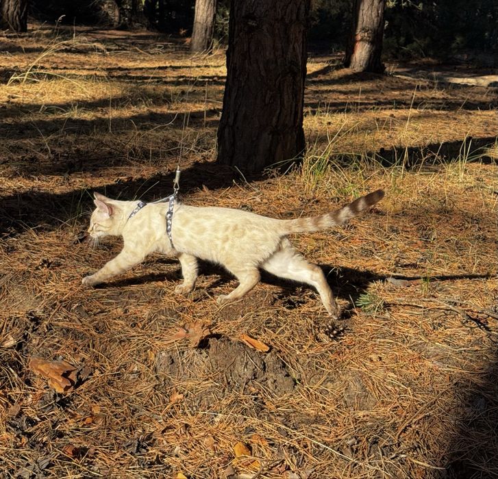 Снежный Бенгальский котенок