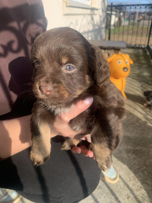 Віддам щенят метис у добрі руки