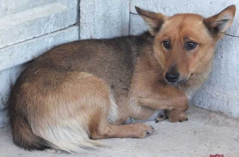 CZAKI pies niewysoki rudy z czarnym, zdystansowany do adopcji
