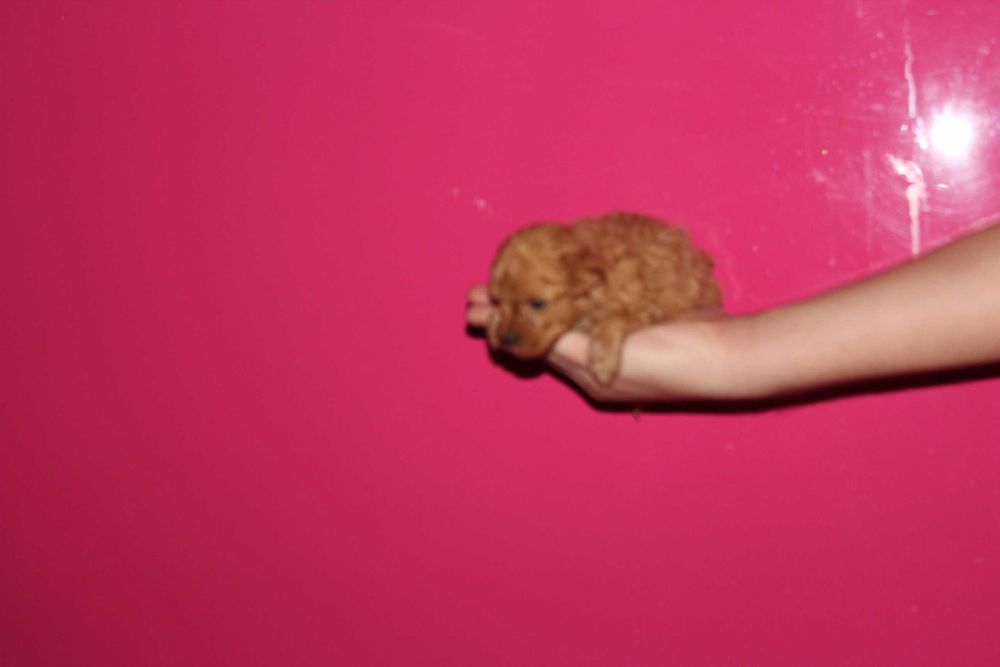 Maltipoo hybryda Maltańczyk i Pudel