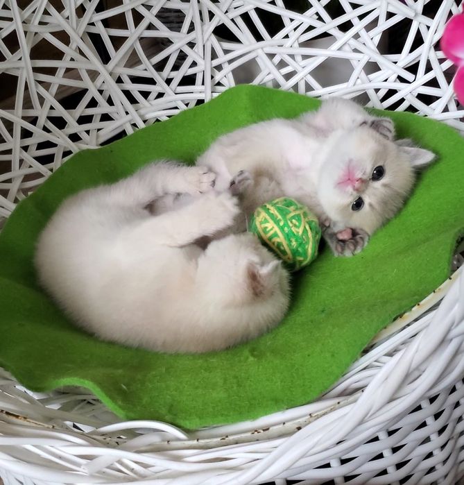 Ручные малыши, котята золотая шиншилла