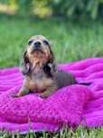 Jamnik miniaturowy cudowna sunia red merle