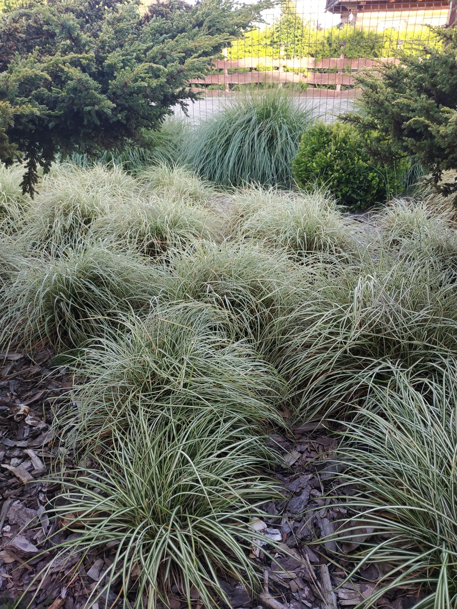 Trawa ozdobna Turzyca Variegata