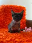 Sprzedam maine coon