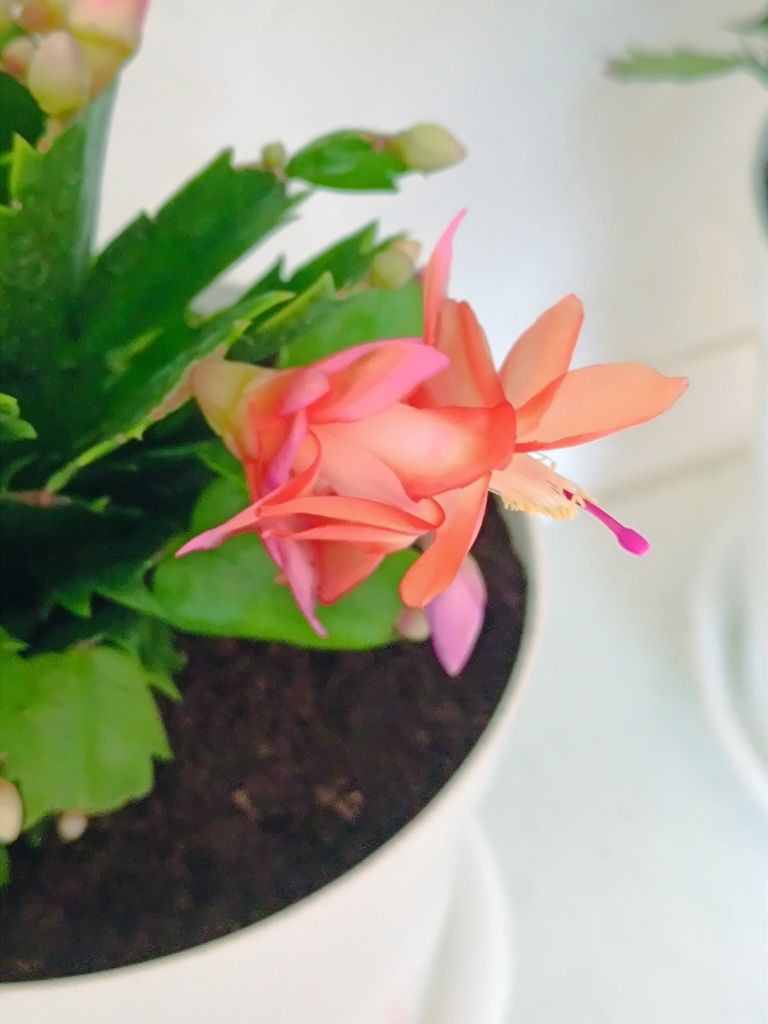 Schlumbergera piekne grudniki dziękczynniki kaktusy