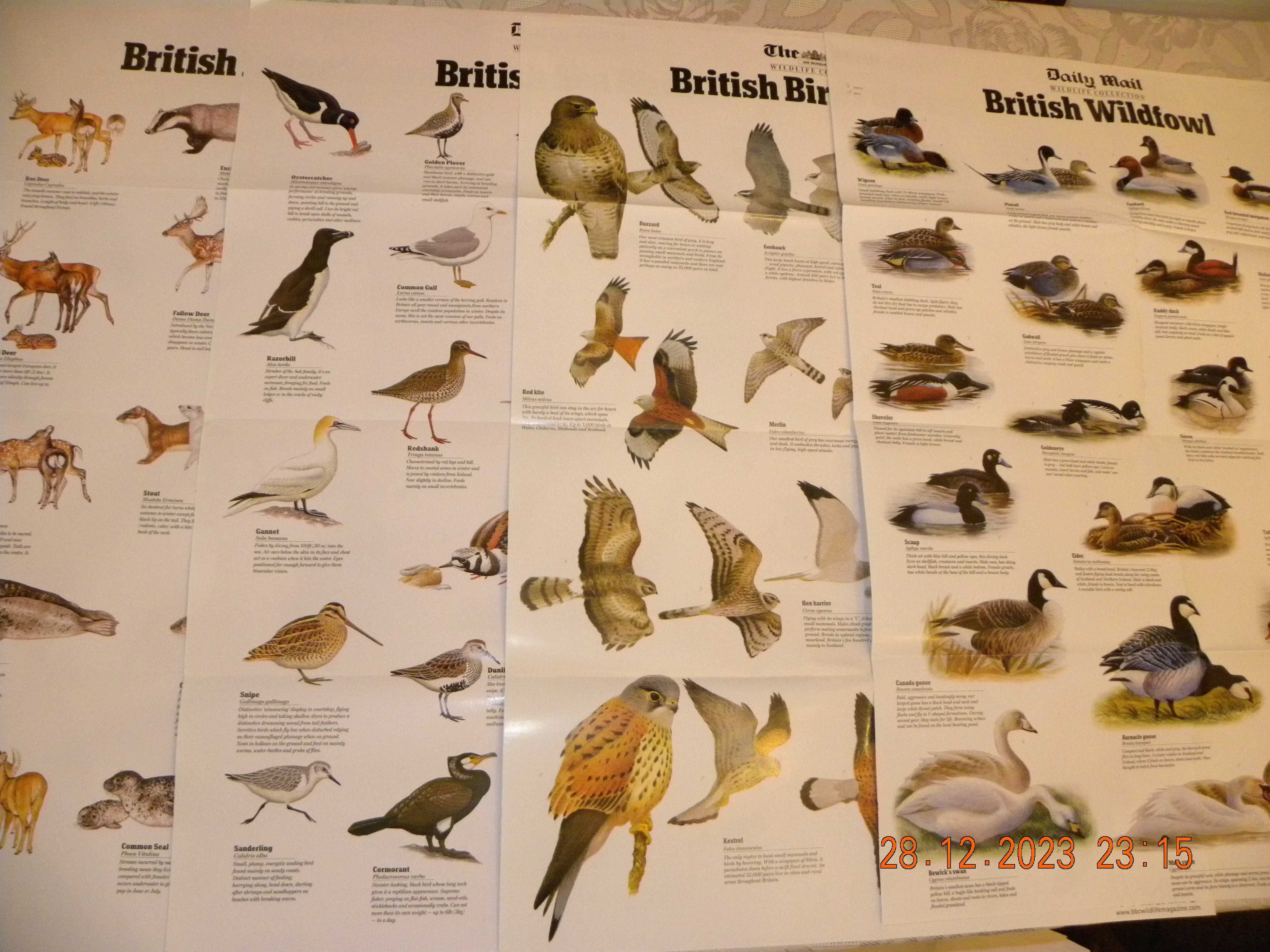 Plakaty z dziką przyrodą Wielkiej Brytanii