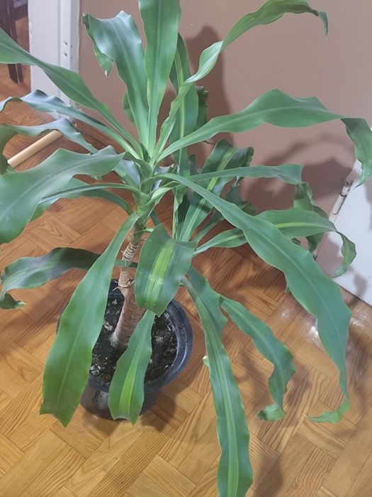 JUKA roślina domowa